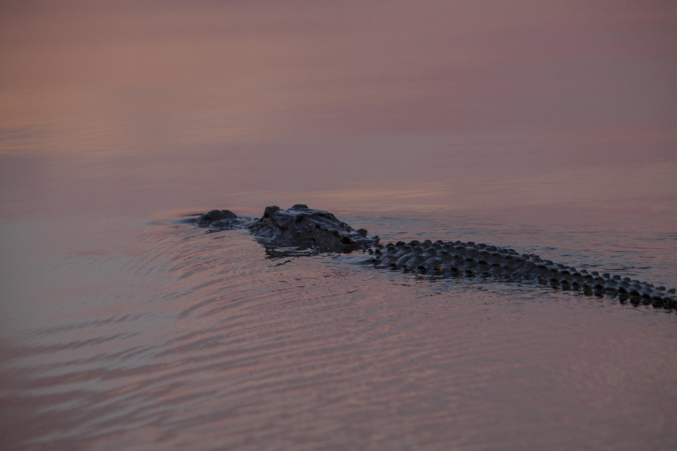 ARS_ENP_0913_0052-35_blog