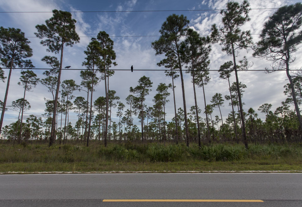 crows on a wire in pineland forest