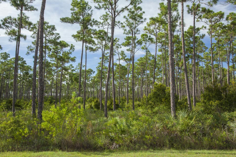 pineland forest of everglades national park