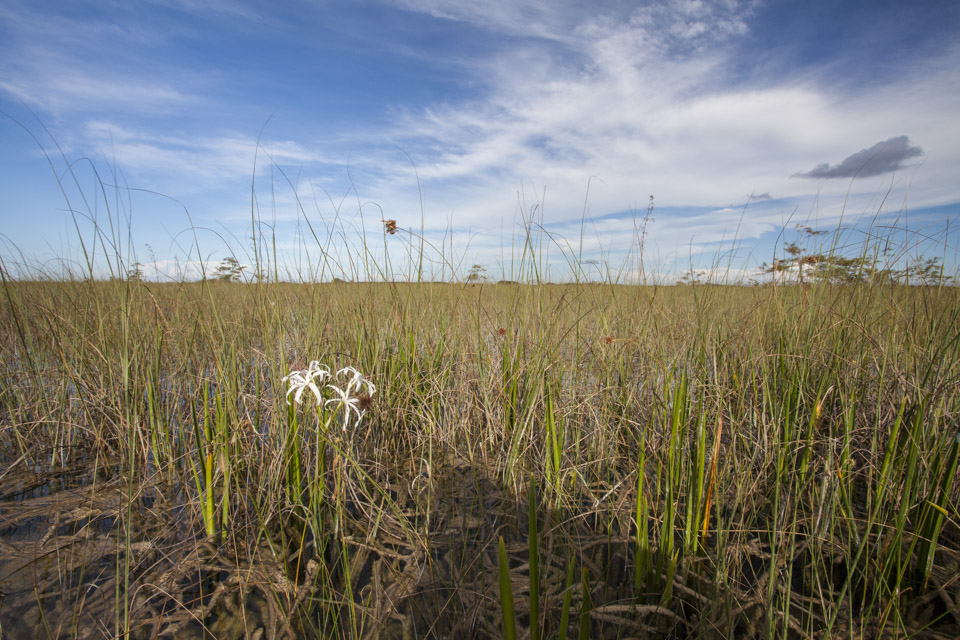 a white swamp lily in the river of grass in everglades national park