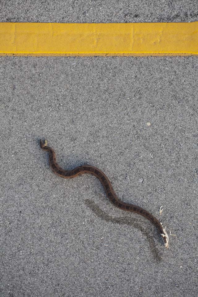 dead brown watersnake on the main road in everglades national park