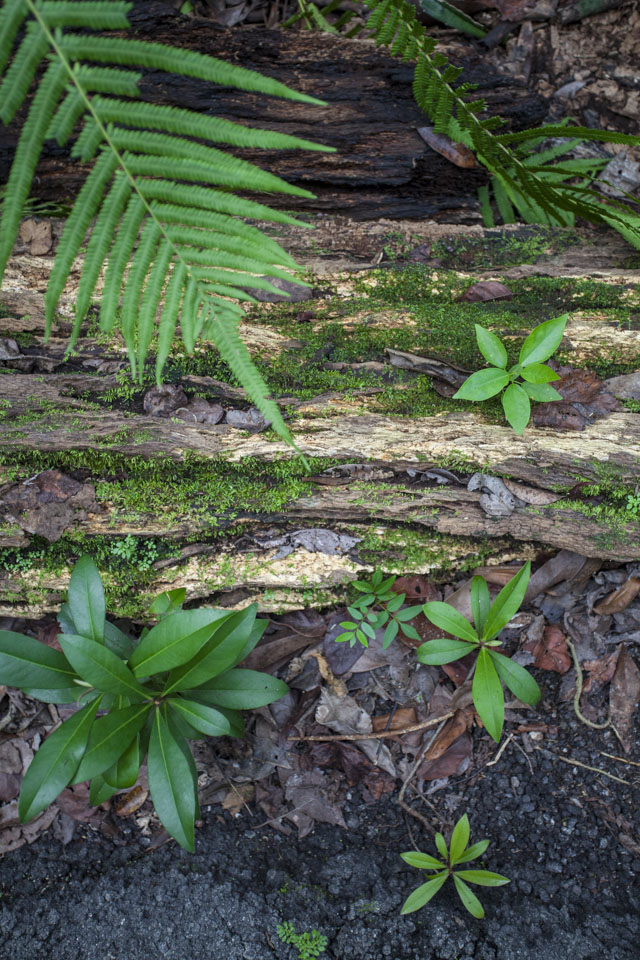 vegetation variety on the gumbo limbo trail