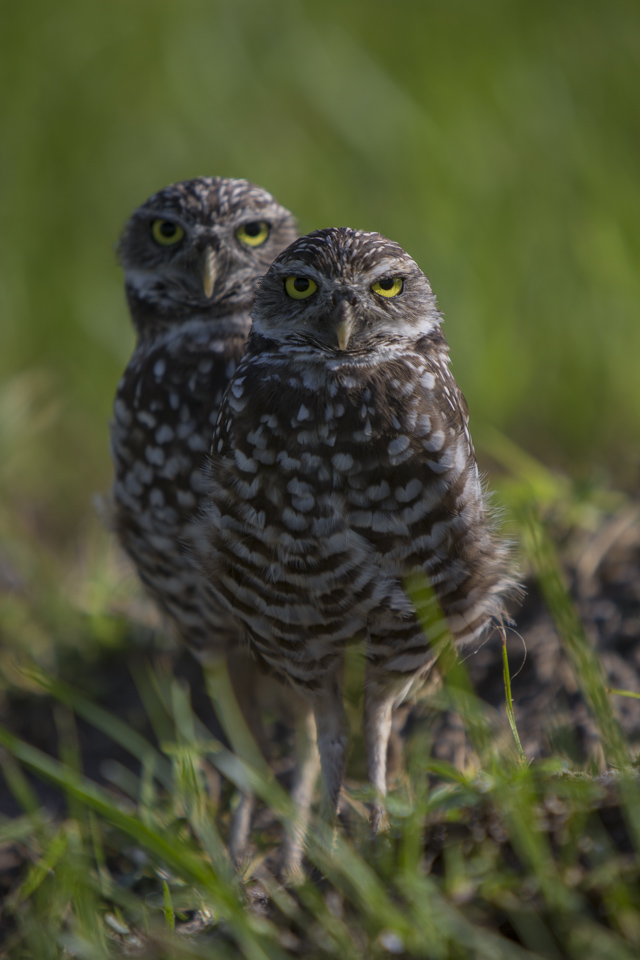 a pair of burrowing owls on marco island