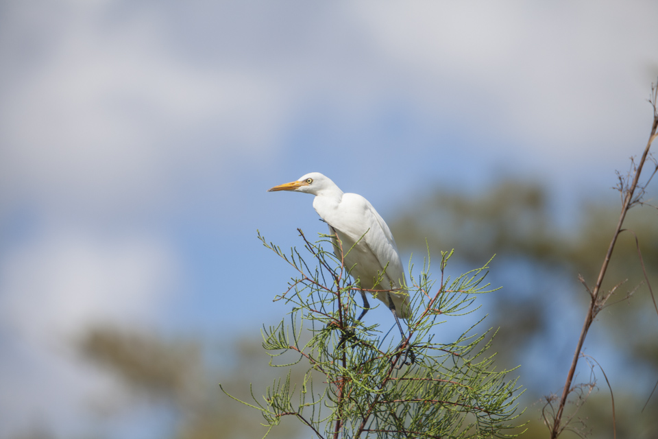 cattle egret near burns lake in big cypress national preserve