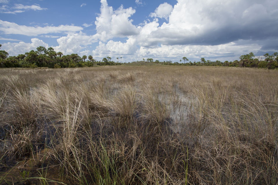 river of grass and hardwood hammocks near bear island campground