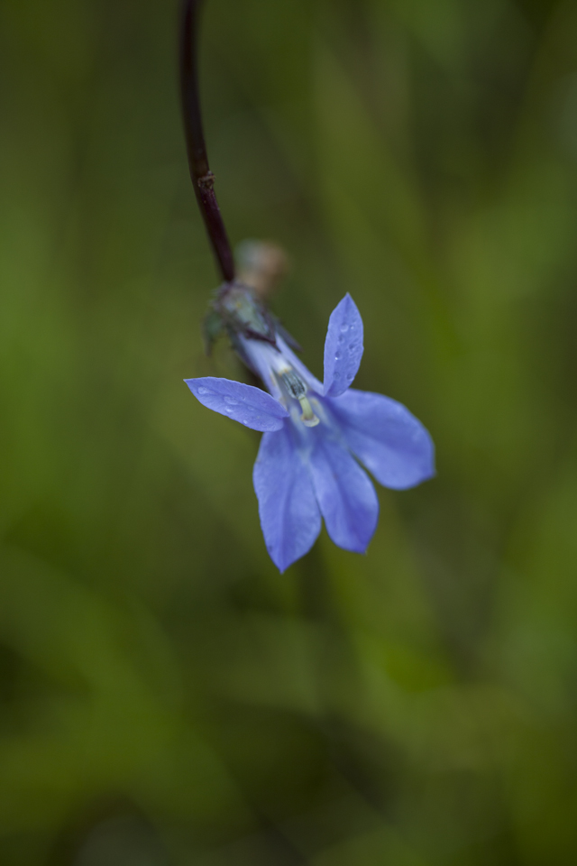 coastal plain lobelia