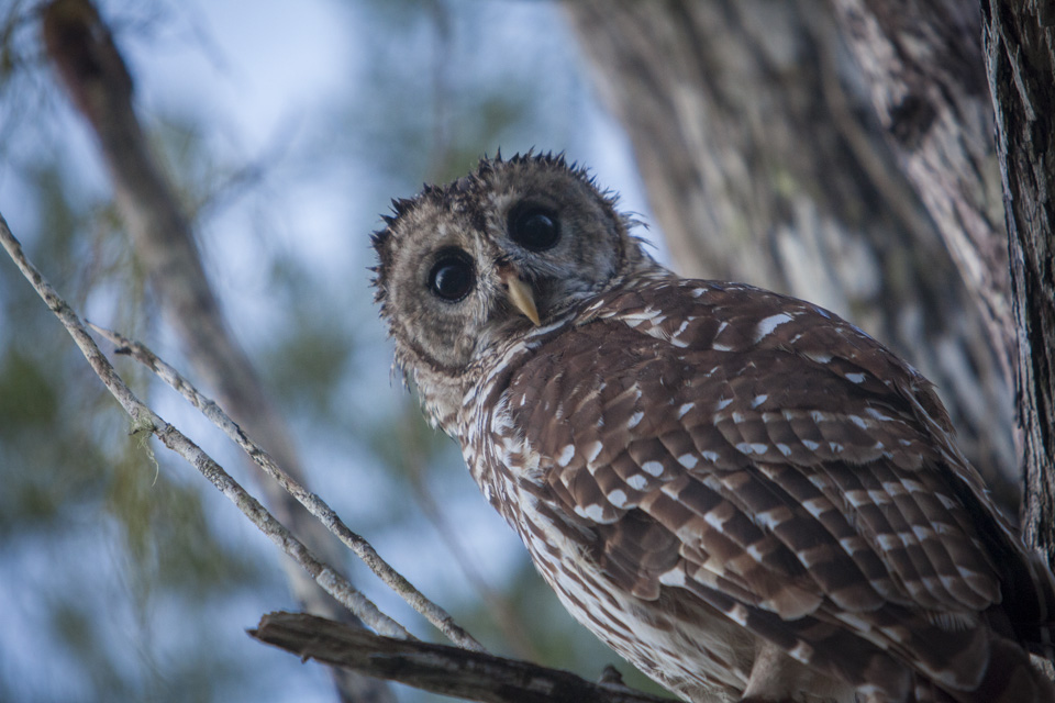 barred owl at dawn