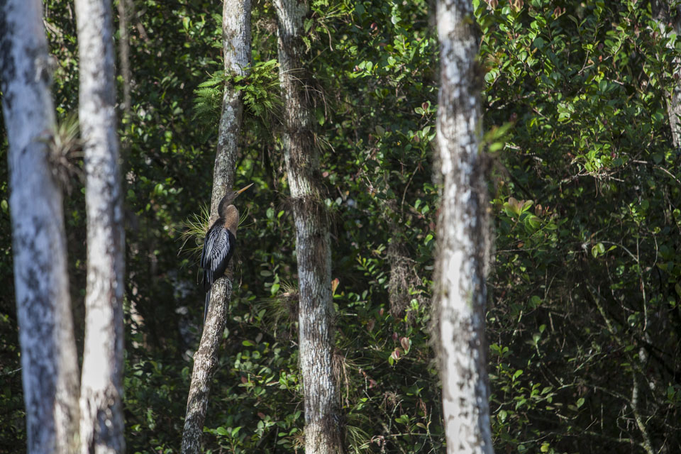 anhinga