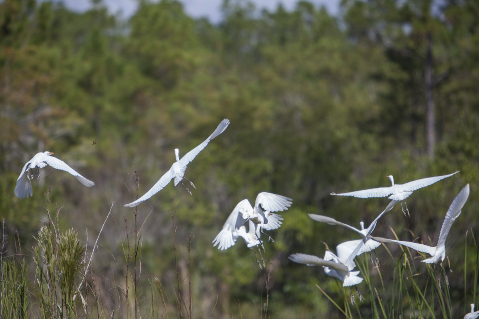 cattle egret near burns lake in big cypress national preserve