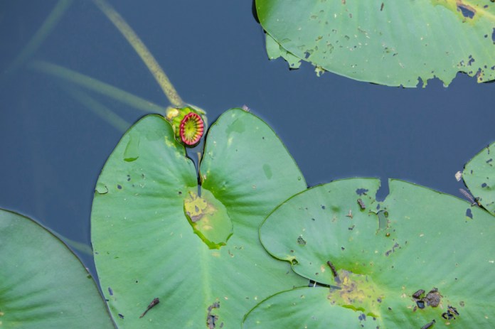 lily pads