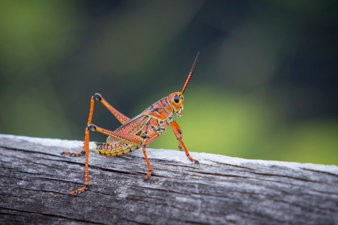 lubber grasshopper