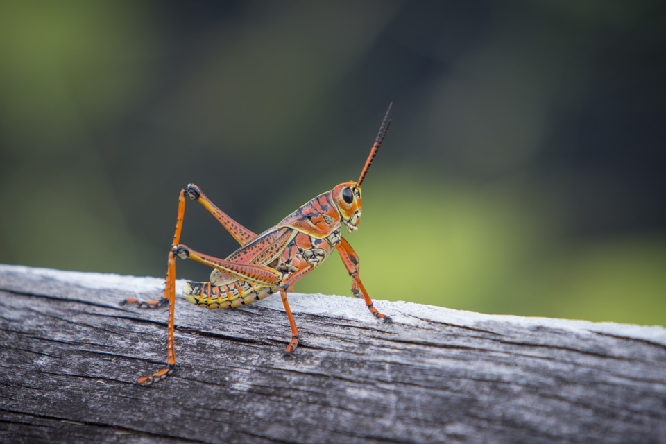 lubber grasshopper