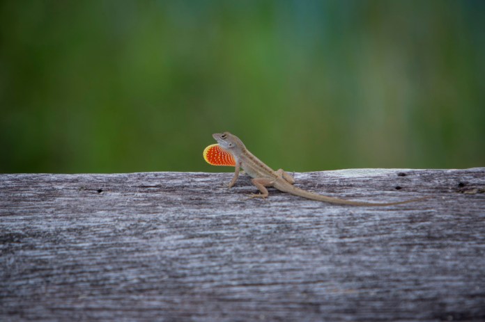 brown anole on the anhinga trail in everglades national park