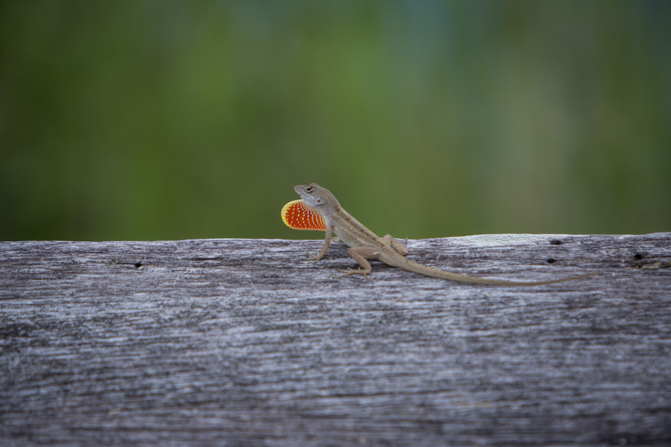 brown anole on the anhinga trail in everglades national park