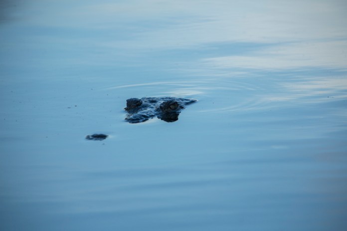 american crocodile at flamingo bay