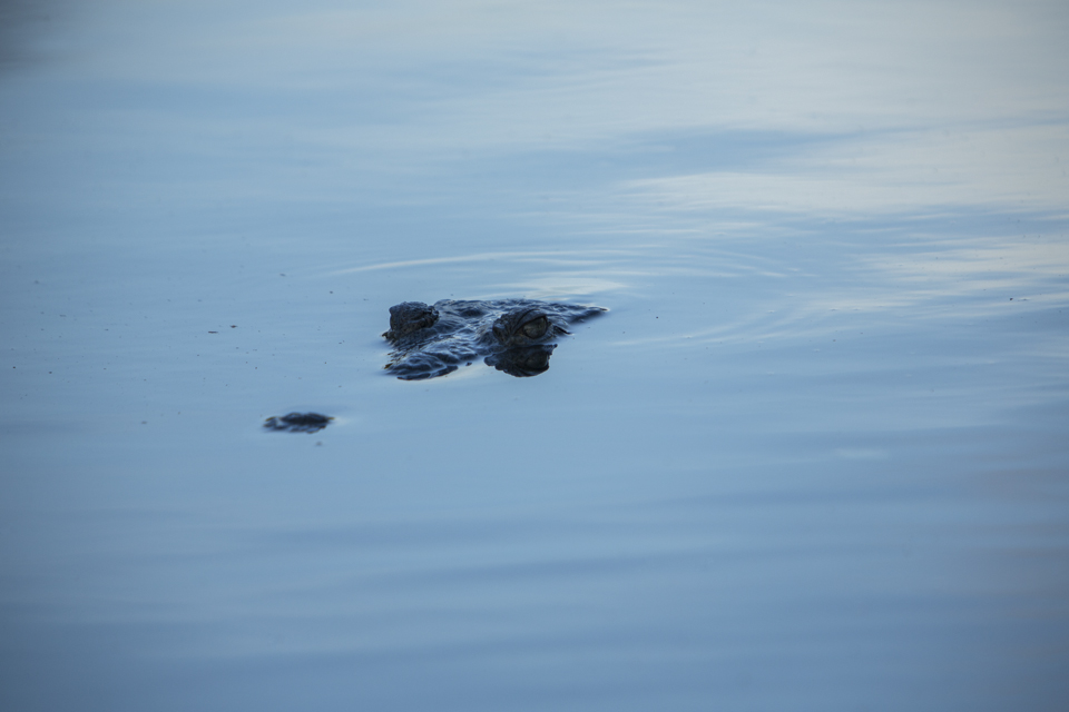 american crocodile at flamingo bay