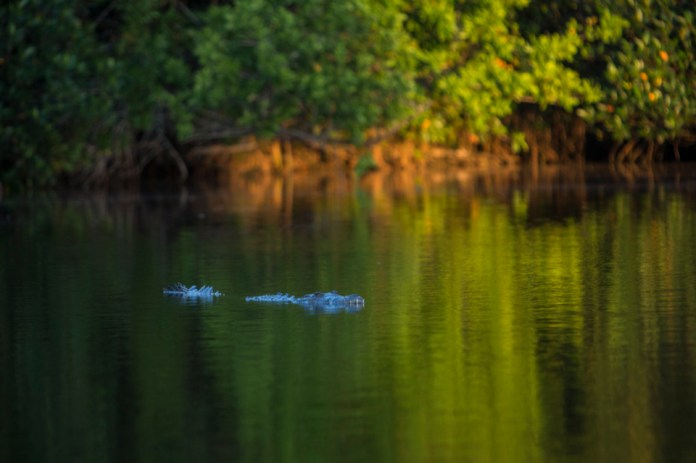american crocodile at flamingo bay