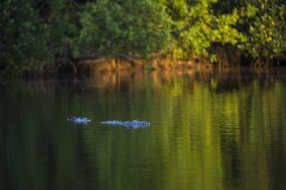 american crocodile at flamingo bay
