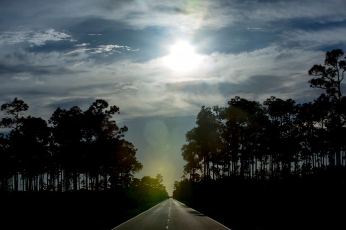 road through pineland forest