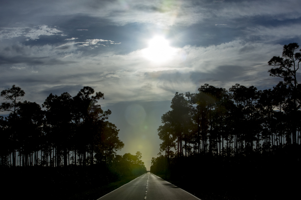 road through pineland forest