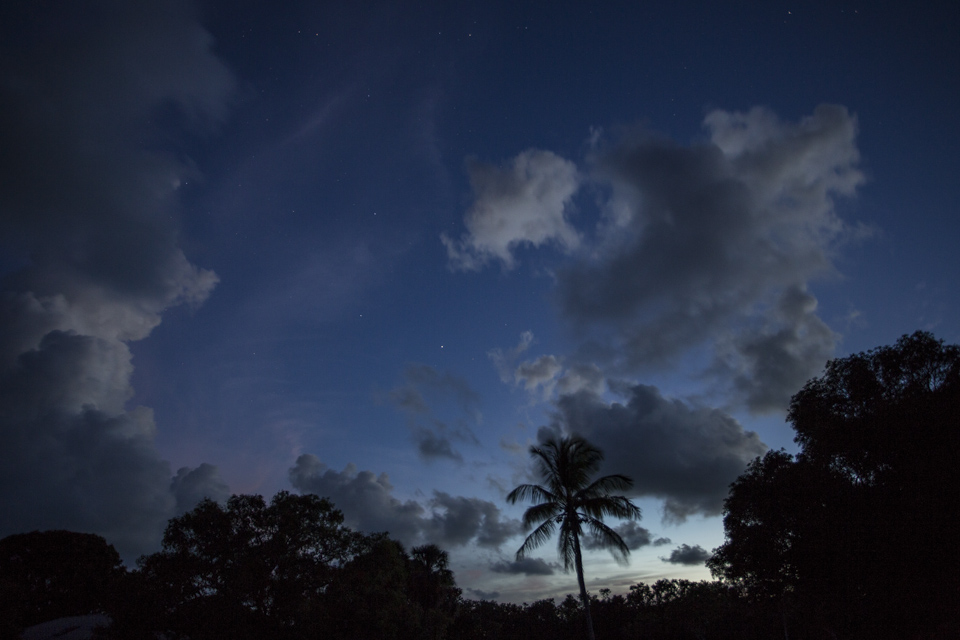 night sky and stars with palm at flamingo bay campground