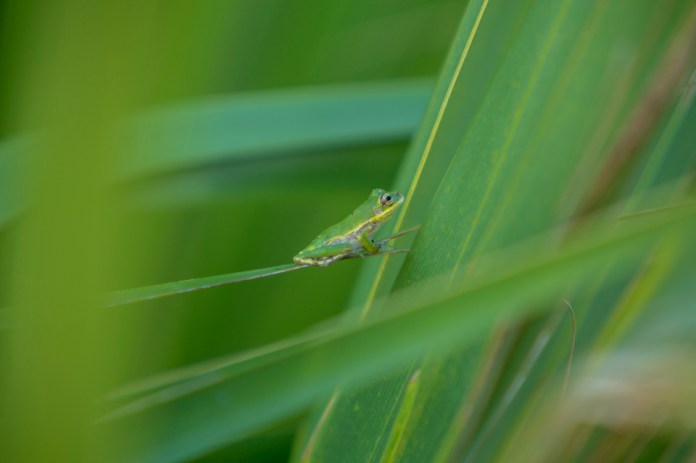 green treefrog in dwarf palmetto