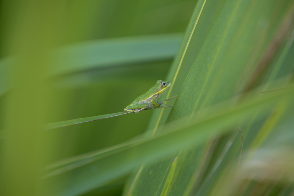 green treefrog in dwarf palmetto