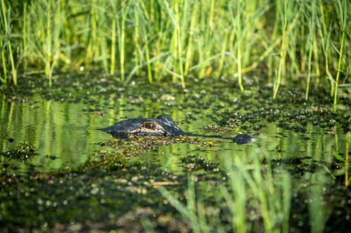 american alligator