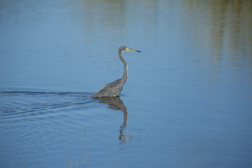 tricolored heron