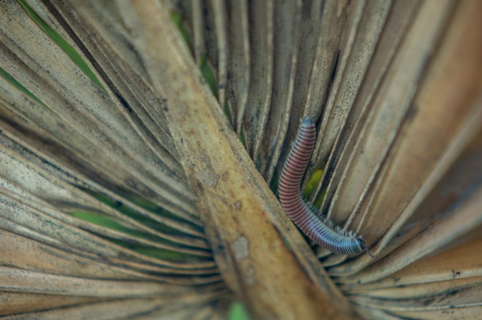 centipede in dwarf palmetto