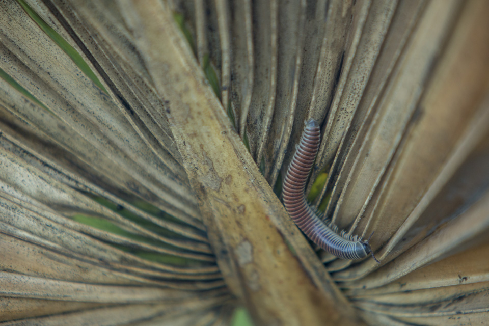 centipede in dwarf palmetto