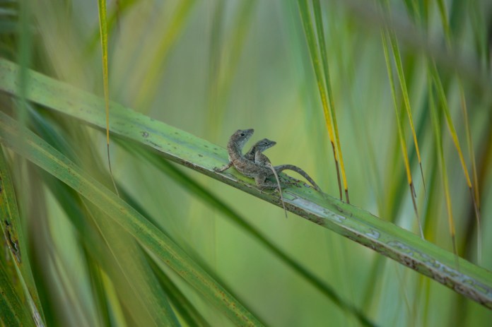 brown anole mating