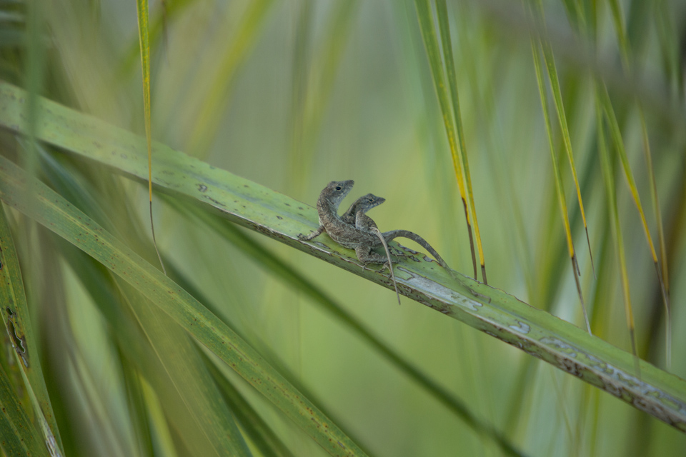 brown anole mating
