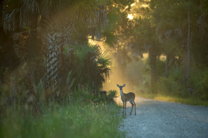 white tailed deer doe at dawn near bear island campground