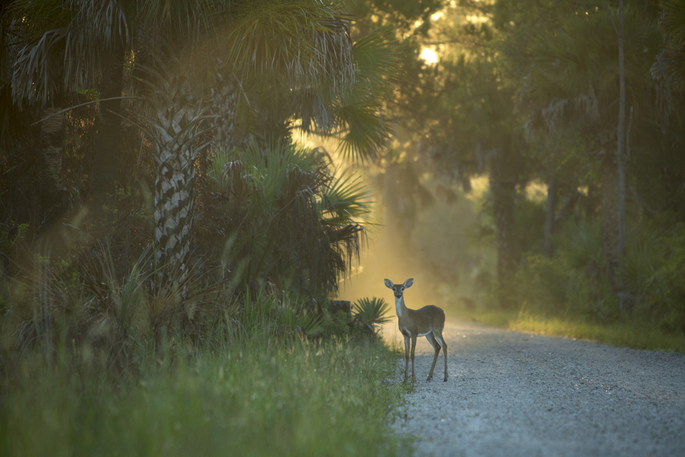 white tailed deer doe at dawn near bear island campground
