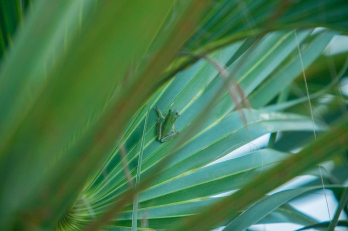green treefrog
