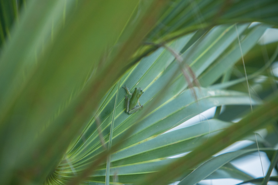 green treefrog