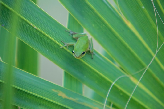 green treefrog