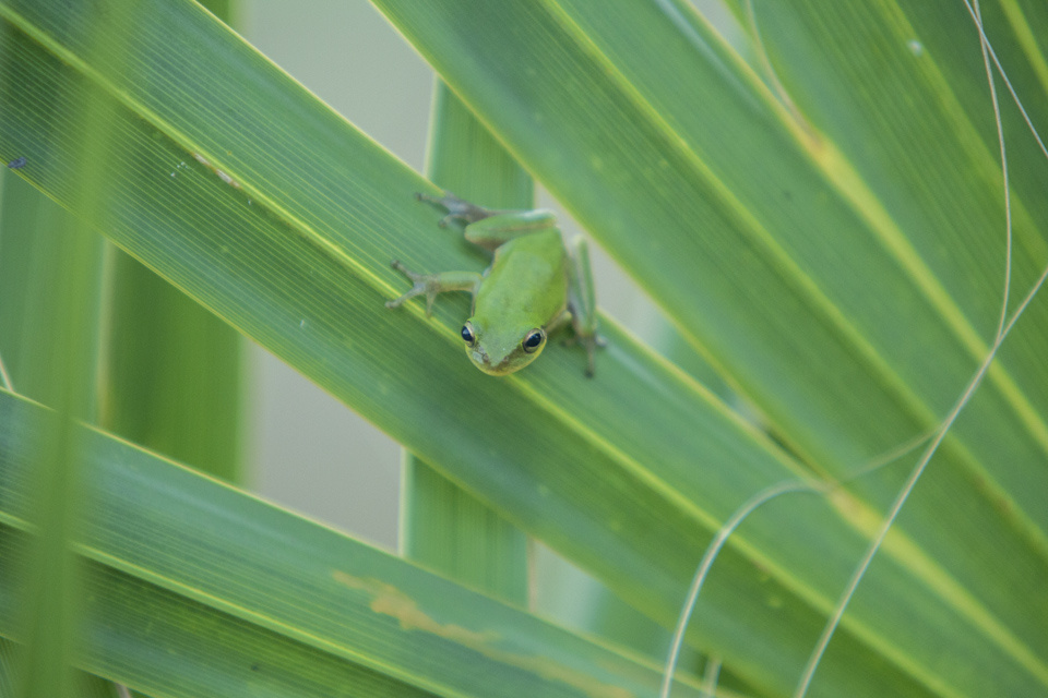 green treefrog