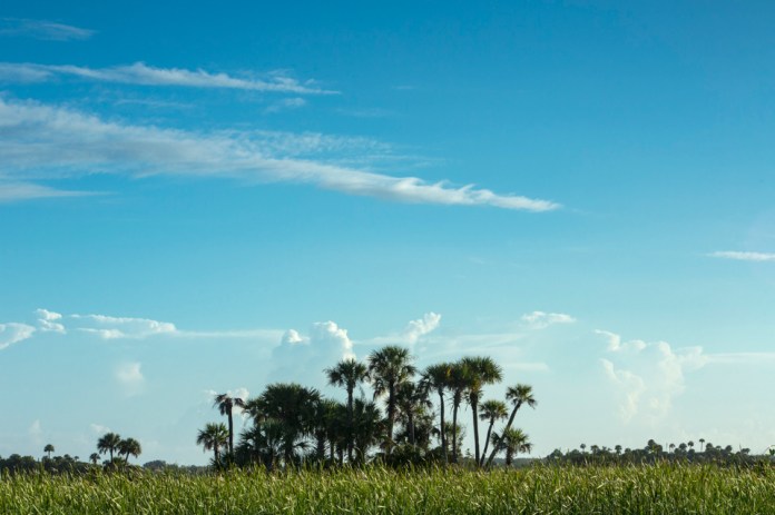 sea of grass and hardwood hammock