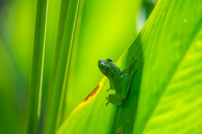 green treefrog near big cypress bend boardwalk trail