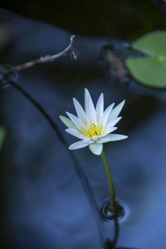 white water lily flower