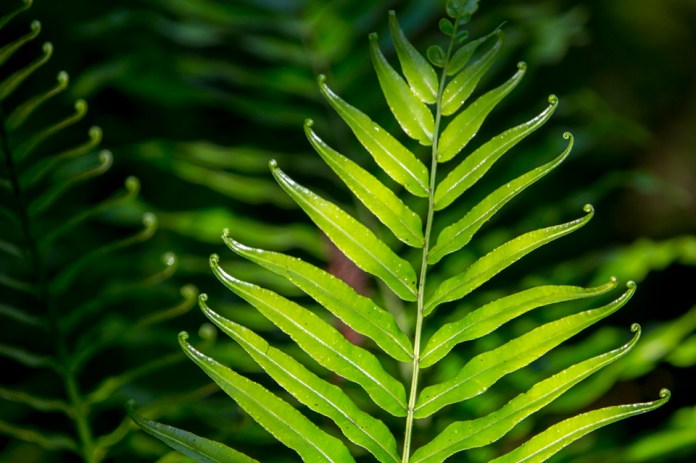 fern detail