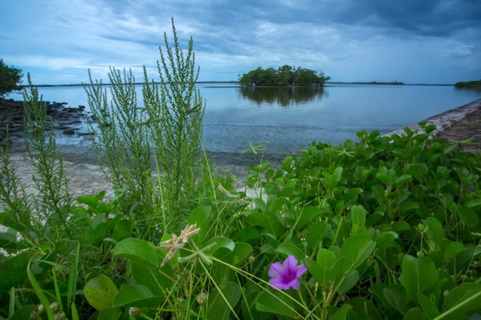 morning glory and chokoloskee bay