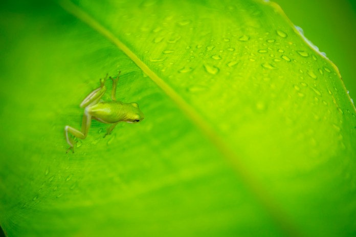 green treefrog