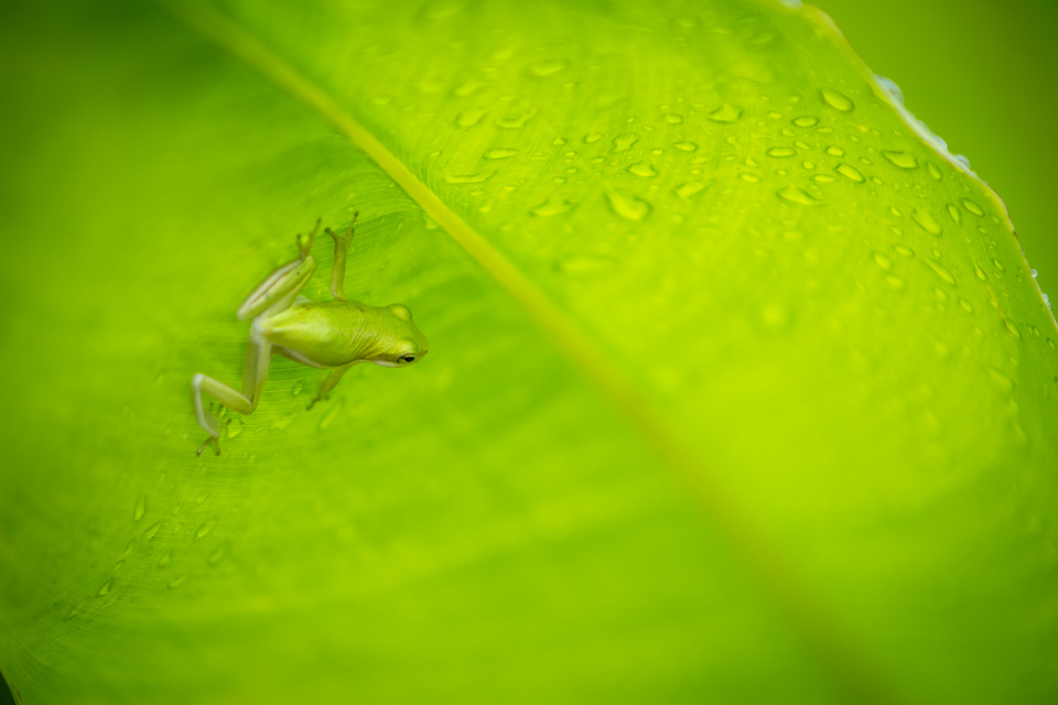 green treefrog