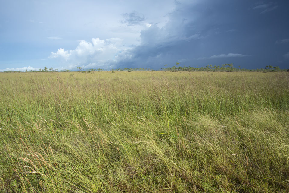 river of grass with pineland forest in the distance
