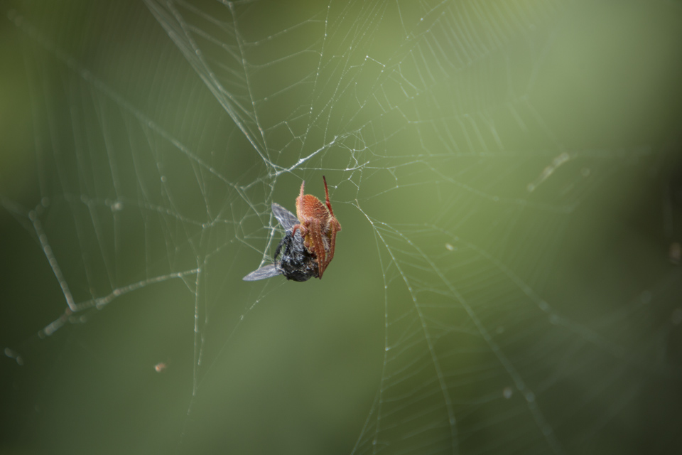 orb weaver spider