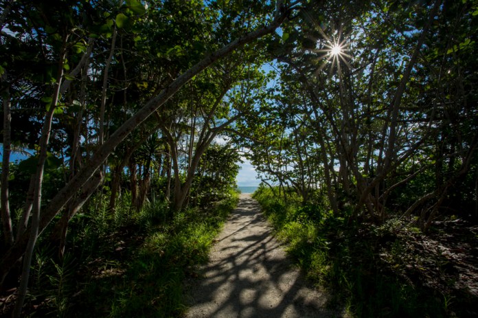 tree lined path to the beach
