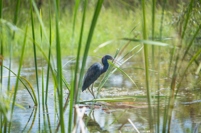 tricolored heron hunting